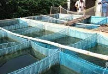 Poissons