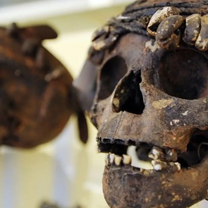 Trafic d’ossements humain: Trois individus Interpellés dans la ville de Yaoundé