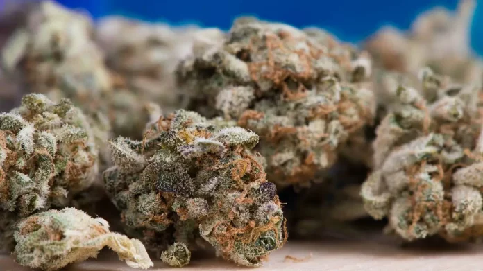 Un camion transportant 130 sacs de marijuana intercepté dans le Nord-Ouest