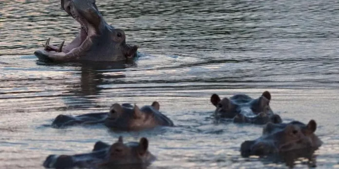 Une attaque d’hippopotames dans le fleuve Logone fait un mort et trois blessés graves