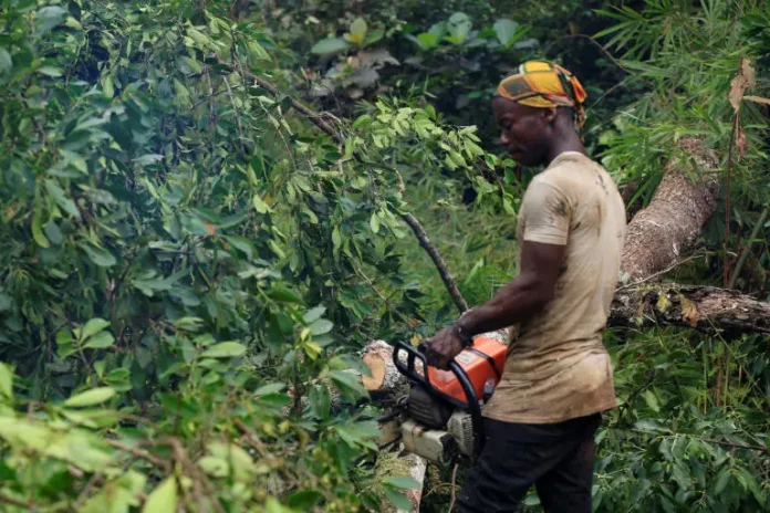 Les forêts tropicales du bassin du Congo menacées par l’exploitation forestière illégale (rapport)