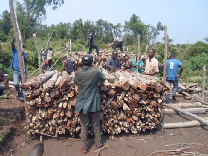 Filière bois : Comment revitaliser l’entrepreneuriat local