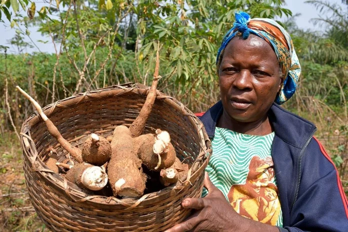 Manioc : de la culture à la récolte