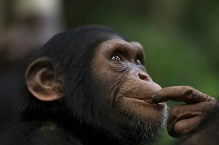 Au Cameroun, un sanctuaire refuge pour les chimpanzés en danger de disparition