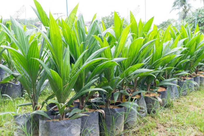 Palmier à huile : un soutien à la production de semences en perspective