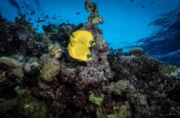 Crises interconnectées : biodiversité et climat en danger