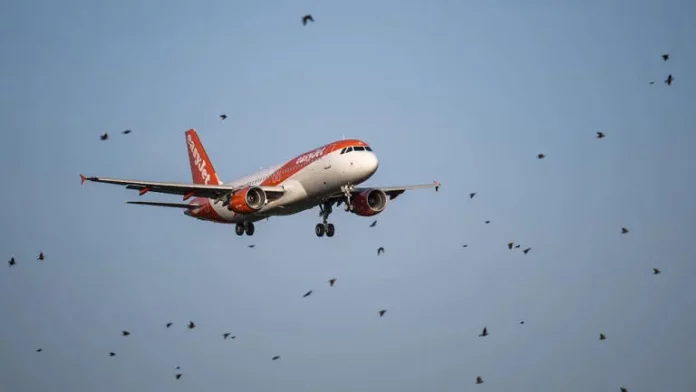 Collisions avec des oiseaux : un danger pour l'aviation moderne