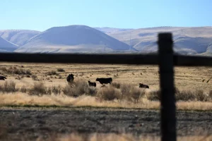 Immigrés sans-papiers : essentiels mais non acceptés