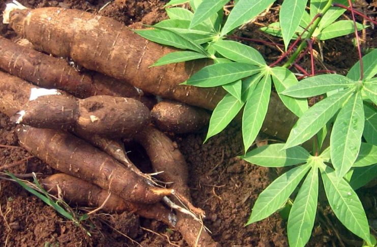 Transformation du manioc : La pilule est amère