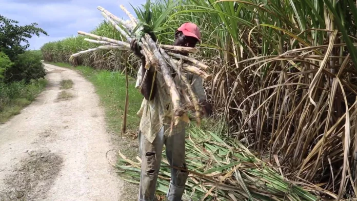 Sosucam : De grosses pertes en 2024