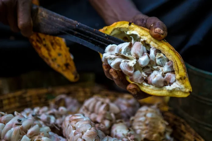 Le Nigeria veut profiter du cours élevé du cacao pour redynamiser sa production locale