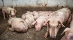 porc région du Nord