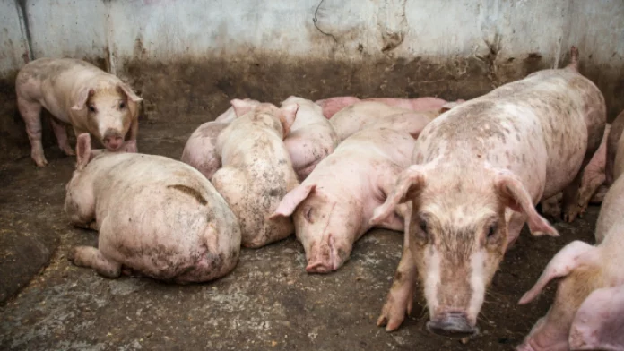 Elevage : Les porcs sont atteints de la peste dans la région du Nord