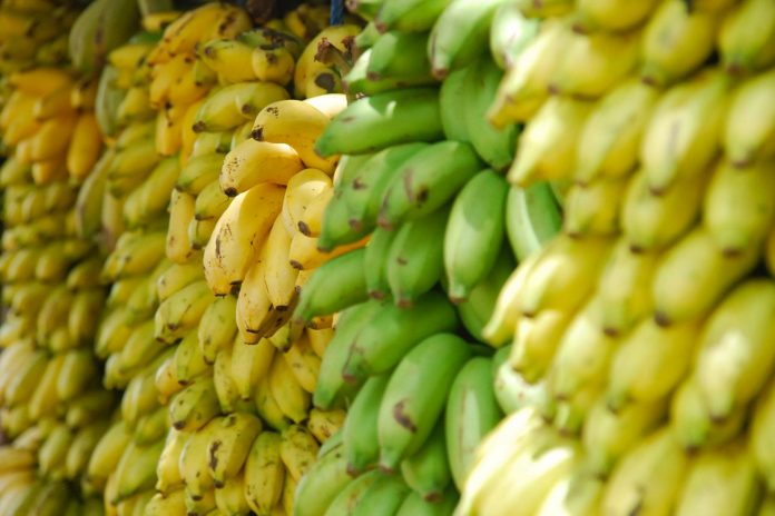 Filière banane : Les exportations sont à la hausse