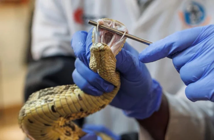 Morsure de serpent