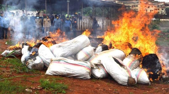 Bafoussam : 30 tonnes de cannabis saisies et brulées