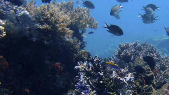 L’extraction minière sous-marine: ce qu’il faut savoir