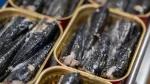 Sardines en boîte
