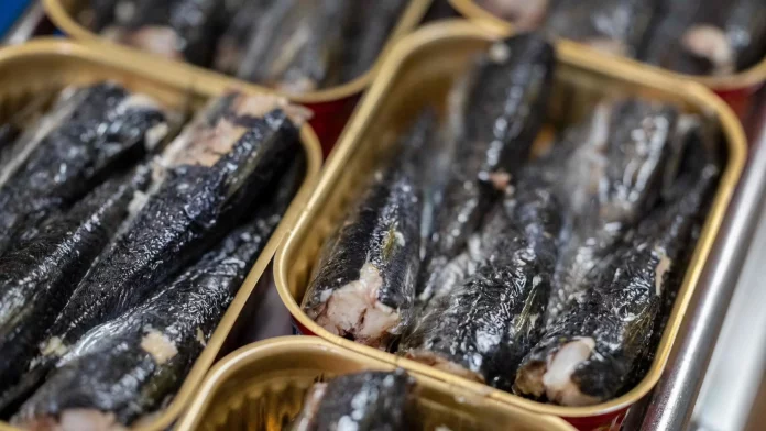 La sardine en boîte mise à mal par le changement climatique en France