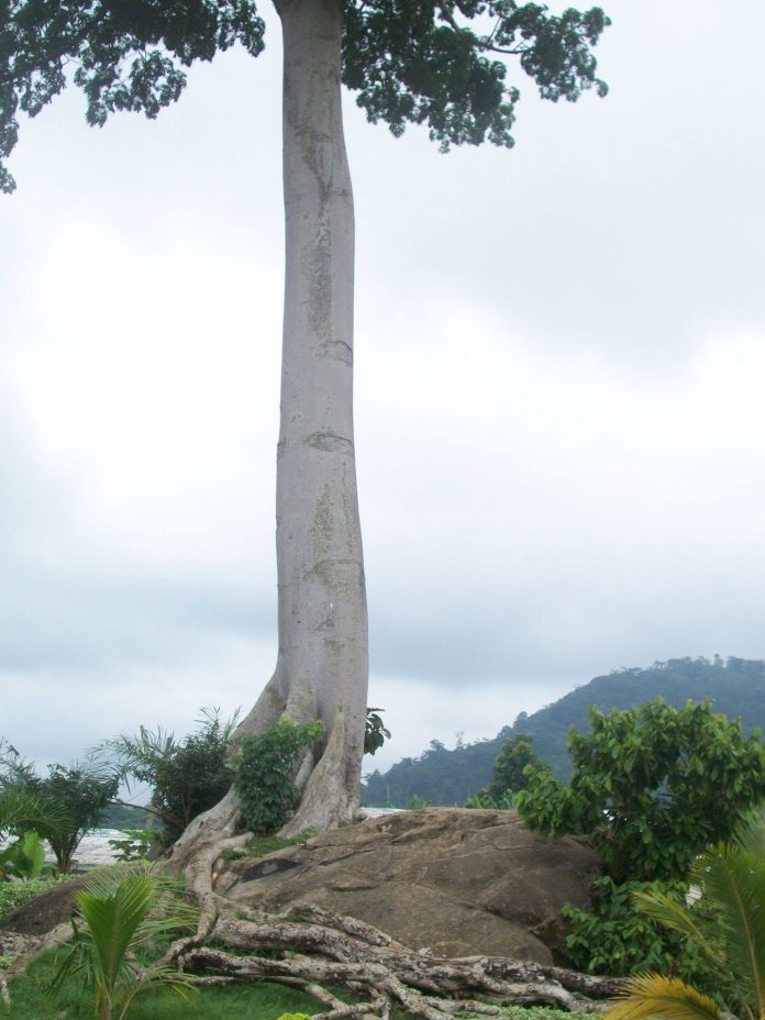 Obala : Un baobab se redresse, six ans après sa chute