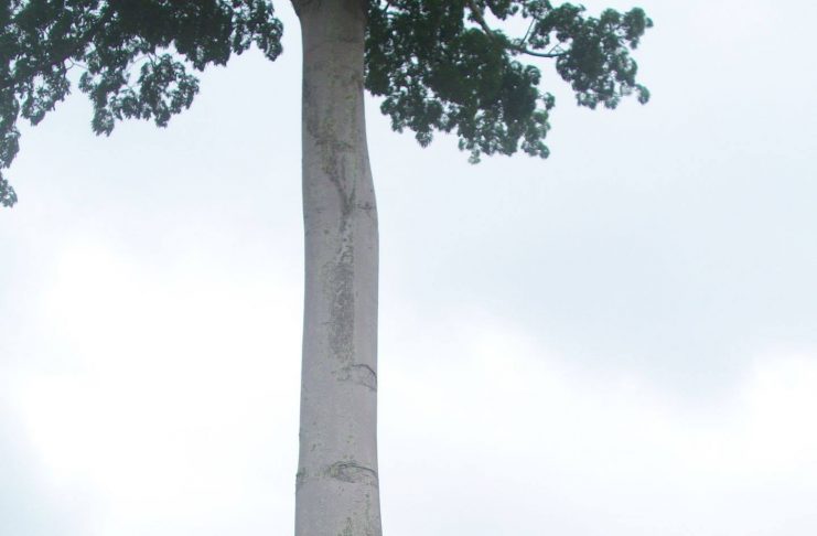 Baobab Obala