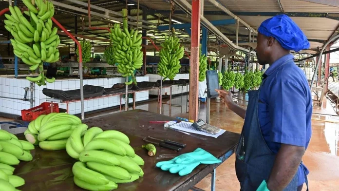 Exportations de bananes: les chiffres en baisse