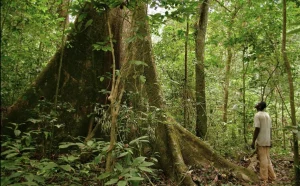 Iboga