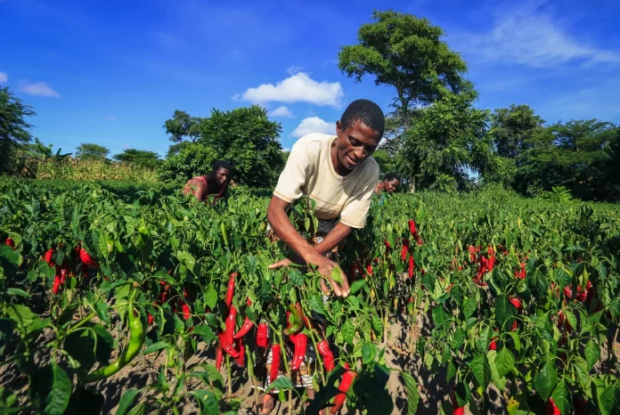 Au Zimbabwe, les champs verdoient enfin après le désastre de l’ère Mugabe