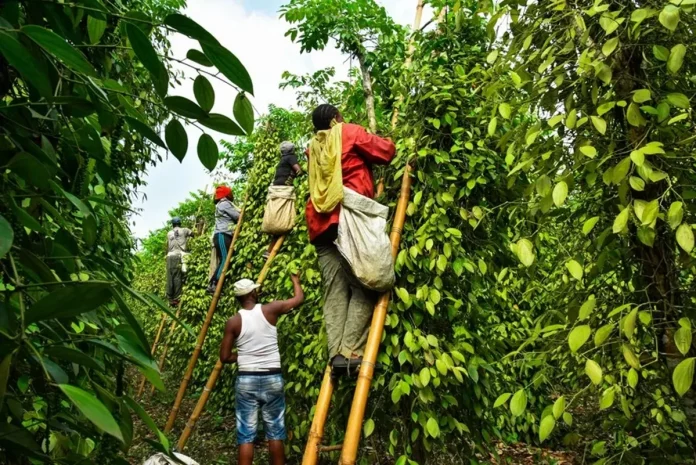 Poivre de Penja : Tout un festival pour l’épice