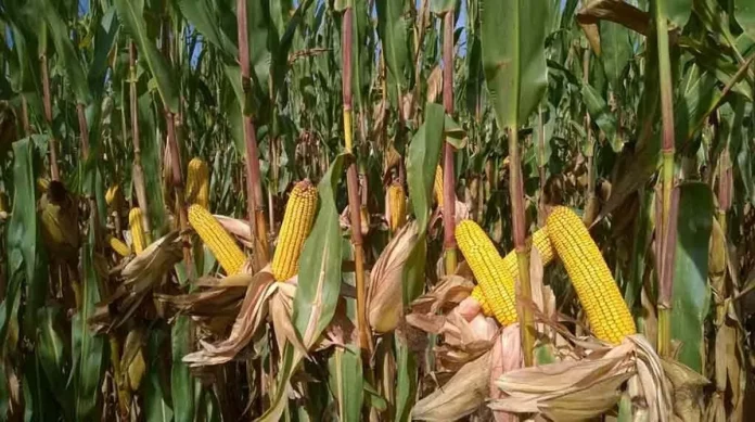 Production du maïs : Le Moungo assure 82,4%