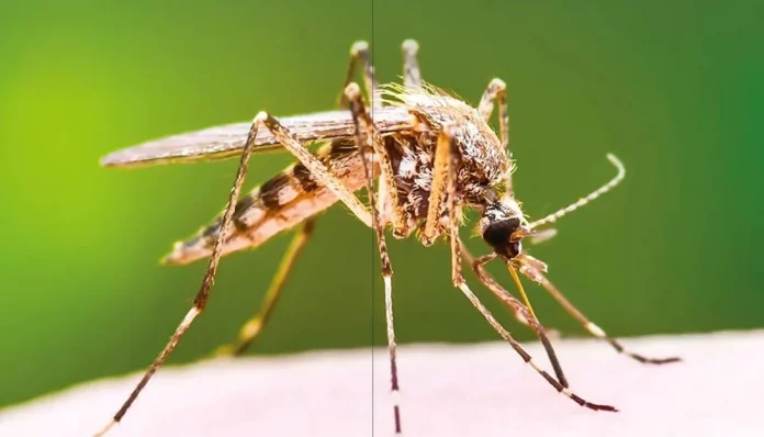 Changement du climat : Entre moustiques et chaleur