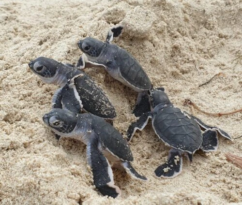 Sur la côte kényane, la petite ONG qui sauve les tortues par milliers
