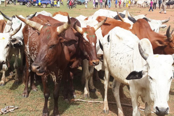 Abattage illégal : 95 bœufs saisis à Olembé