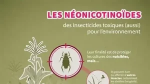 Néonicotinoïdes et santé humaine