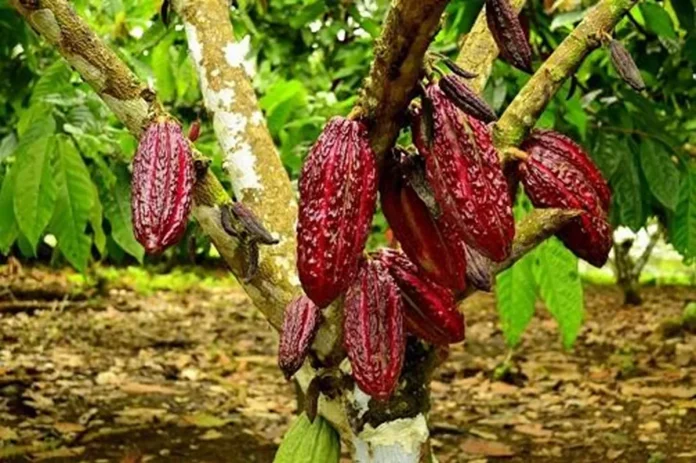 Cacao rouge : Cette menace qui pèse sur le Cameroun
