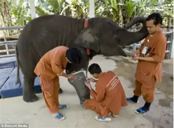Singes et éléphants: la vie d’un hôpital pour animaux de Thaïlande