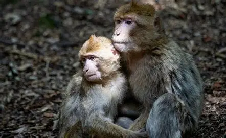 Chez les primates, un mâle pas si souvent alpha