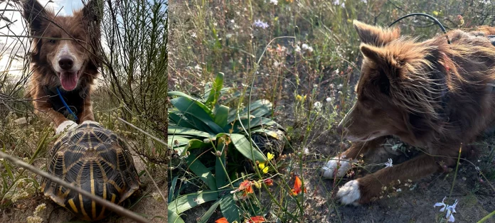 En Afrique du Sud, des chiens renifleurs à la rescousse de tortues bosselées