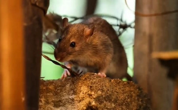 Stresser les rats, la méthode de New York pour éviter qu’ils ne se reproduisent