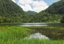 sauvetage de la forêt aux Comores