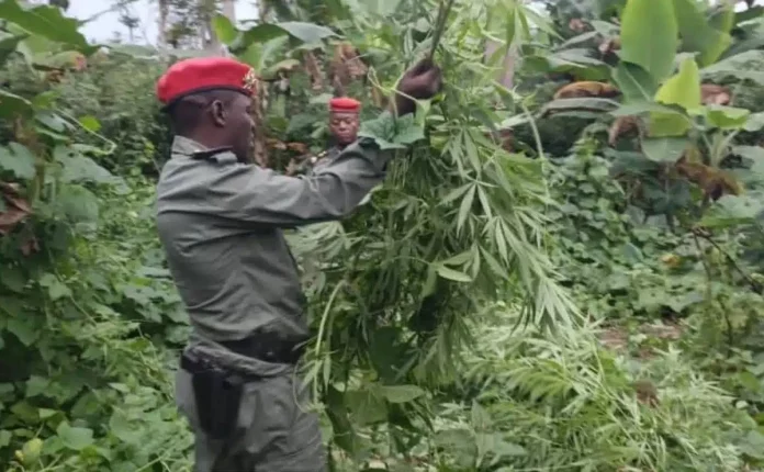 Mindourou : Une plantation de cannabis découverte