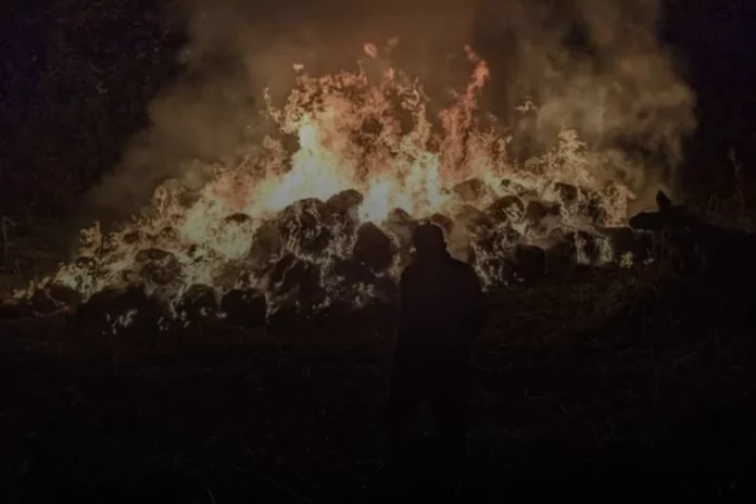 Magba : Plus de 4 tonnes de cannabis saisies