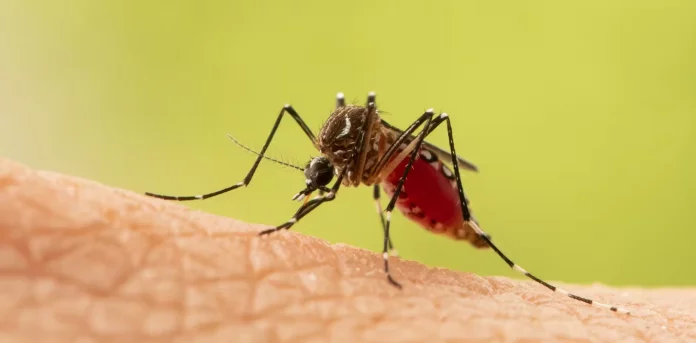 Dengue, chikungunya : l’efficacité variable de la lutte moustique contre moustique