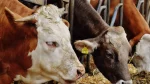 une vache