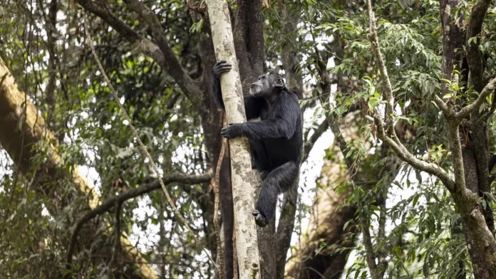 Nos cousins chimpanzés consomment eux aussi de l’alcool