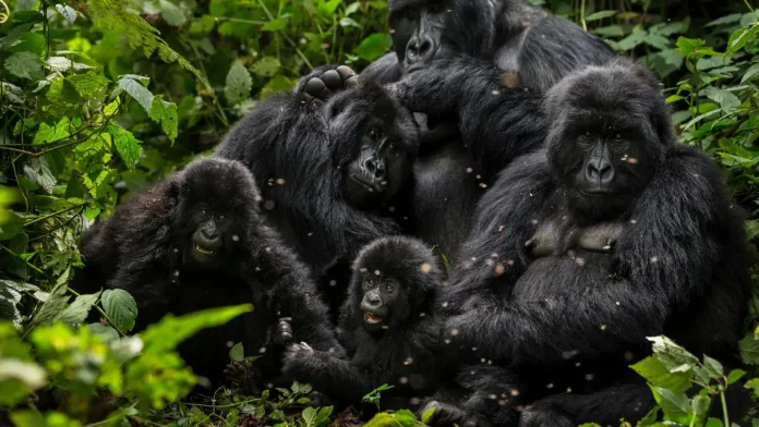 Gorilles en habitat surpeuplé au Rwanda : la moitié des bébés tués par les mâles dominants