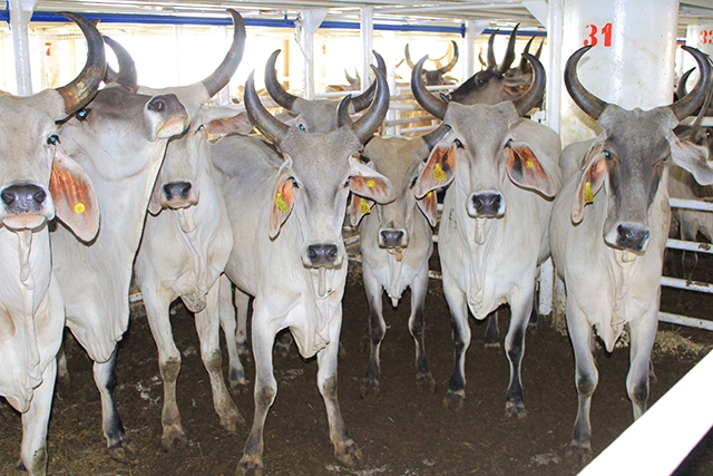 Au Gabon, où l’importation est reine, le boeuf 100% local arrive dans les assiettes