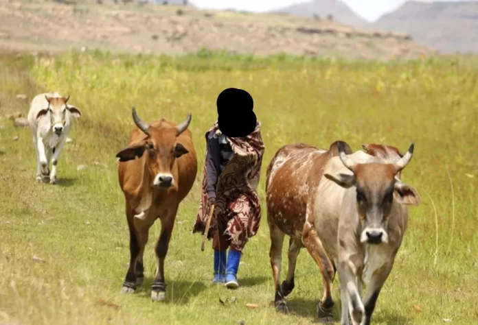 Commerce illicite : Frontières perméables entre Tchad et Cameroun