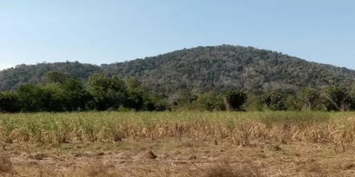 Au Kenya, cinq petits villages et une forêt au cœur de la course mondiale aux terres rares