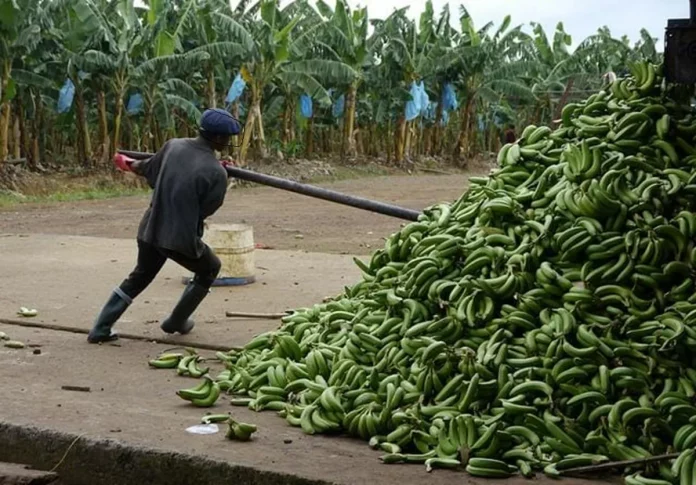 Arriérés de salaires : L’Etat au secours de la Cdc